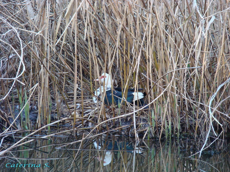 Uccelli acquatici